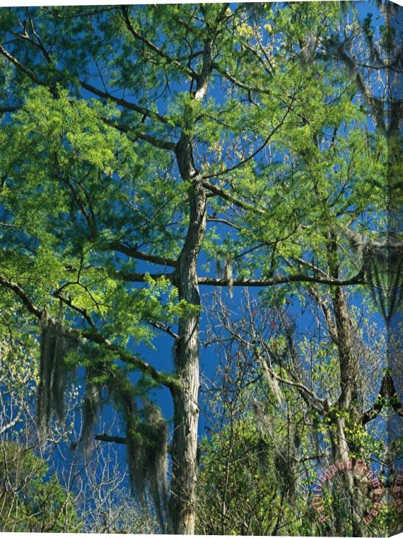 Raymond Gehman Spanish Moss Hangs From The Branches of a Tree Stretched Canvas Painting / Canvas Art