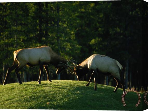 Raymond Gehman Sparring Elk Clash Antlers Stretched Canvas Painting / Canvas Art