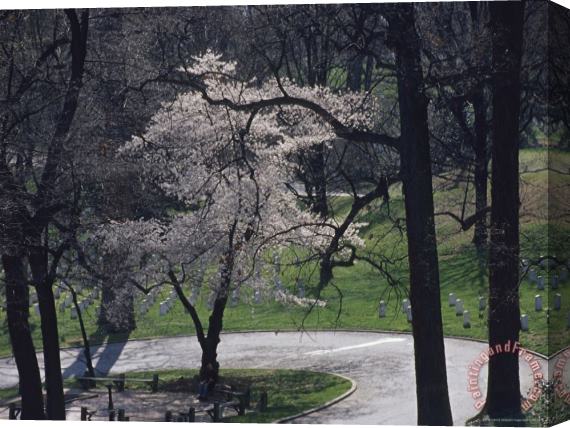 Raymond Gehman Springtime Blossoms Highlight Arlington National Cemetery Stretched Canvas Painting / Canvas Art