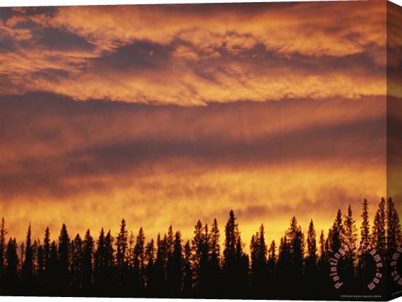 Raymond Gehman Spruce Trees Are Silhouetted by The Sunset Near The Mackenzie River Stretched Canvas Painting / Canvas Art