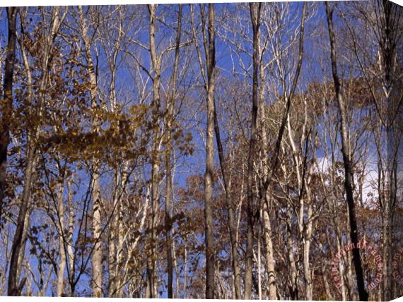 Raymond Gehman Stand of Partially Denuded Trees And Clear Blue Sky Stretched Canvas Print / Canvas Art