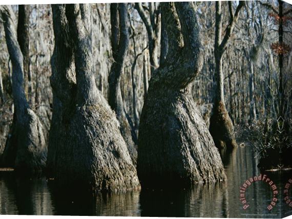 Raymond Gehman Stand of Tupelo Gum Trees in a Swampy Flooded Forest Stretched Canvas Painting / Canvas Art