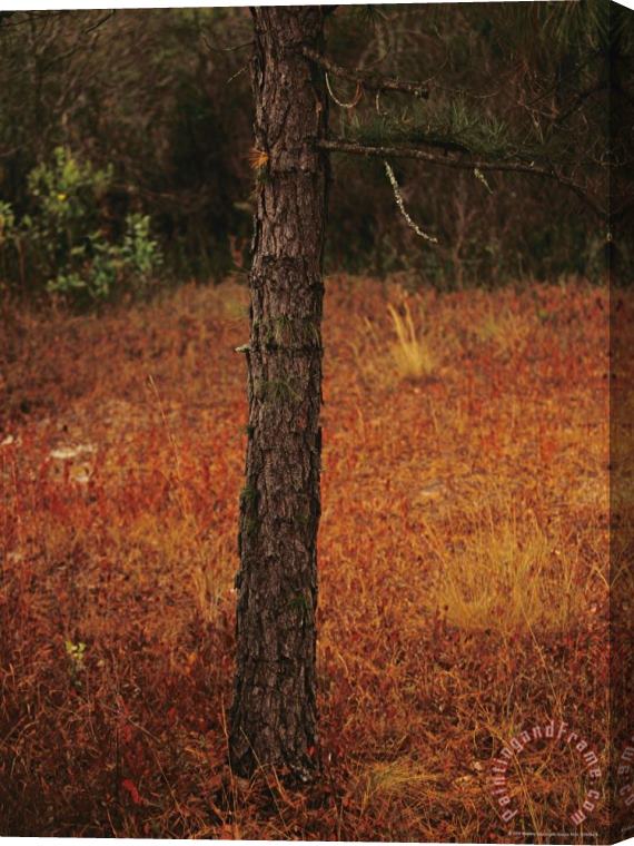 Raymond Gehman Standing Long Leaf Pine Tree with Wire Grass And Fallen Autumn Leaves Near Lake Waccamaw Stretched Canvas Print / Canvas Art