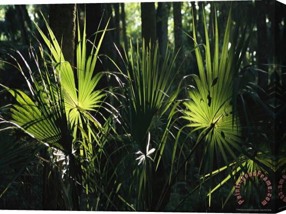 Raymond Gehman Sundappled Cabbage Palms Stretched Canvas Painting / Canvas Art