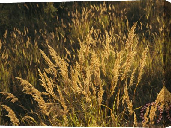 Raymond Gehman Sunlight Illuminates Meadow Grasses in The Mackenzie River Delta Stretched Canvas Print / Canvas Art