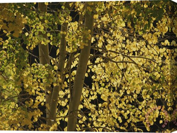 Raymond Gehman Sunlight on Aspen Leaves Targhee National Forest Palisades Idaho Stretched Canvas Painting / Canvas Art