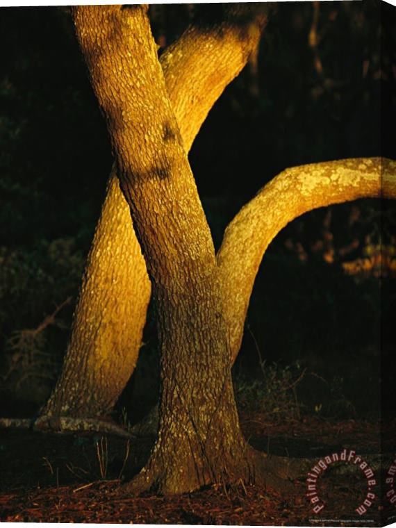 Raymond Gehman Sunlight on Live Oak Tree Trunks Stretched Canvas Painting / Canvas Art