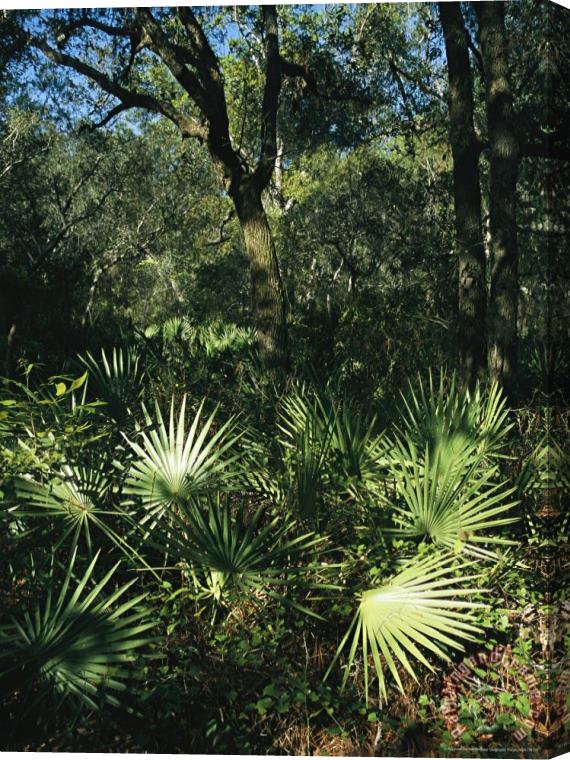 Raymond Gehman Sunlit Palmettos in a Woodland Stretched Canvas Painting / Canvas Art