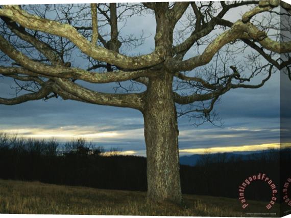 Raymond Gehman Sunset at Big Meadows with Bare Oak Tree Stretched Canvas Print / Canvas Art
