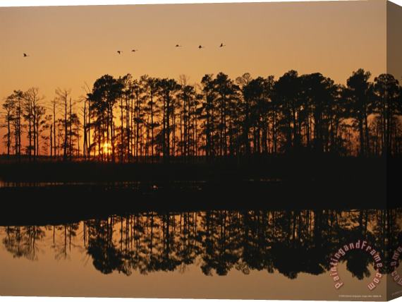 Raymond Gehman Sunset Behind Loblolly Pines on a Tidal Marsh Stretched Canvas Print / Canvas Art