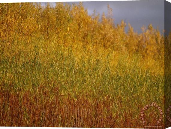 Raymond Gehman Sunset Illuminates The Autumn Colors of Willow Trees Stretched Canvas Print / Canvas Art