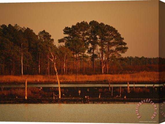 Raymond Gehman Sunset on Loblolly Pines Near a Brackish Tidal Marsh Stretched Canvas Painting / Canvas Art