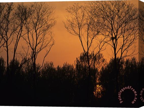 Raymond Gehman Sunset Through Trees by Bohai Sea Qinhuangdao Hebei Province Stretched Canvas Painting / Canvas Art
