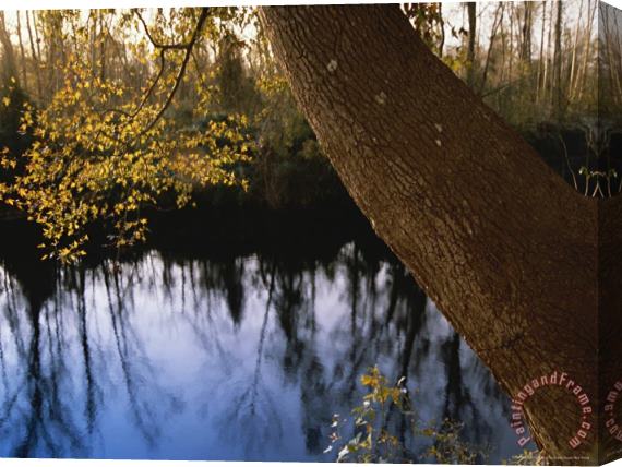 Raymond Gehman Sweet Gum Tree Leaning Over The Dismal Swamp Canal Stretched Canvas Painting / Canvas Art
