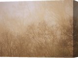 Buy Stretched Canvas Print