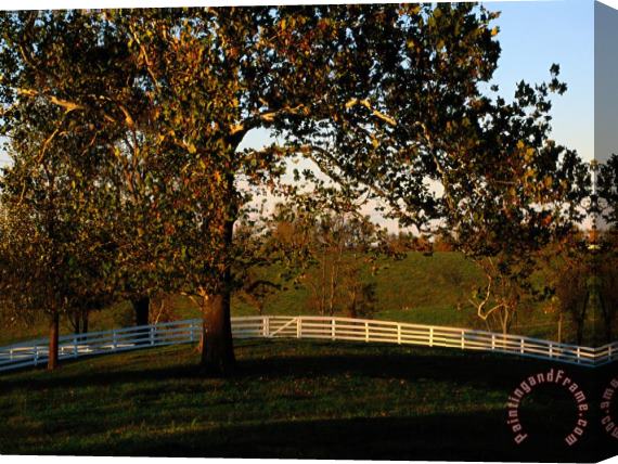 Raymond Gehman Sycamore Tree And Wood Fence at The Shaker Village at Pleasant Hill Stretched Canvas Painting / Canvas Art