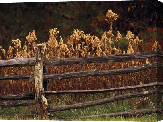 Raymond Gehman Tall Weeds in Autumn Brown Along a Split Rail Fence Stretched Canvas Print / Canvas Art