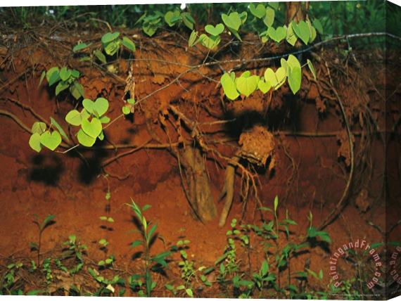 Raymond Gehman Tenacious Vine And Tree Roots Take Hold in Red Georgia Clay Stretched Canvas Painting / Canvas Art