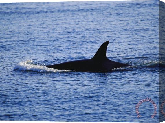Raymond Gehman The Dorsal Fin of a Killer Whale Orcinus Orca Slices Through Water Stretched Canvas Painting / Canvas Art