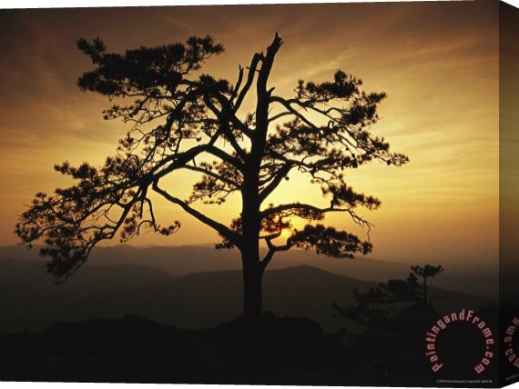 Raymond Gehman The Silhouette of a Pine Tree on Ravens Roost Overlook Stretched Canvas Painting / Canvas Art