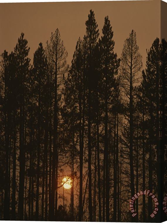 Raymond Gehman The Sun Sets Behind a Smoke Choked Wood of Lodgepole Pines Stretched Canvas Painting / Canvas Art