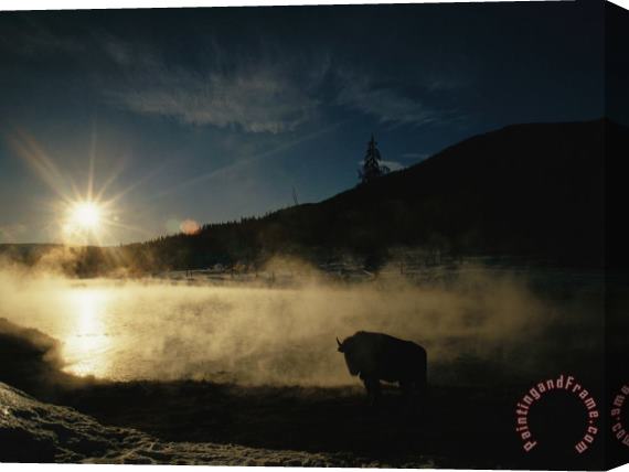 Raymond Gehman The Sun Sets Over a Silhouetted Bison Standing Near a Hotspring Stretched Canvas Print / Canvas Art