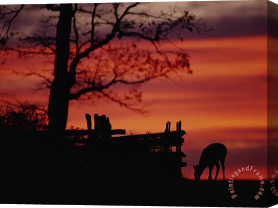 Raymond Gehman The Sunset Silhouettes a White Tailed Deer Near a Fence Stretched Canvas Painting / Canvas Art