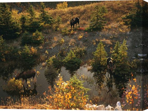 Raymond Gehman Three Bull Moose Alces Alces Feed Together in The Fall Stretched Canvas Painting / Canvas Art