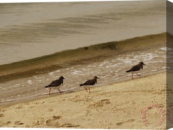 Raymond Gehman Three Sandpipers Walking at Surf S Edge Stretched Canvas Print / Canvas Art