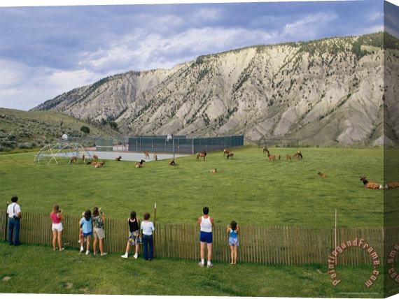 Raymond Gehman Tourists Photograph Elk Or Wapiti Cervus Elaphus in a Playground Area at Park Headquarters Stretched Canvas Painting / Canvas Art