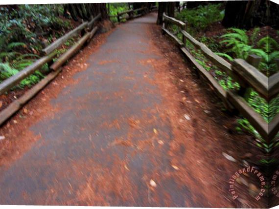 Raymond Gehman Trail in Muir Woods National Monument California Stretched Canvas Painting / Canvas Art