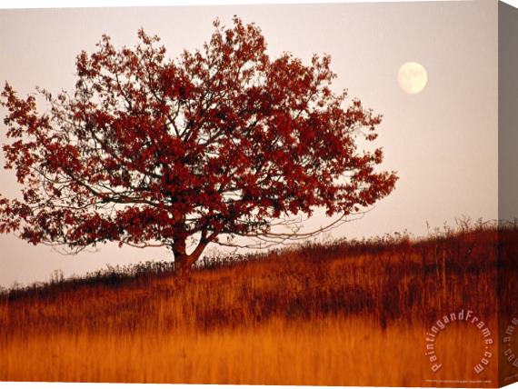Raymond Gehman Tree in Autumn Foliage on a Grassy Hillside with Moon Rising Over All Stretched Canvas Print / Canvas Art