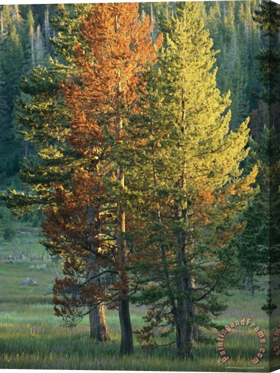 Raymond Gehman Trees Bearing The Colors of Fall Stretched Canvas Print / Canvas Art