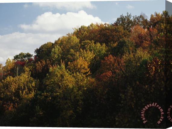 Raymond Gehman Trees in Autumn Foliage on a Hillside Stretched Canvas Painting / Canvas Art