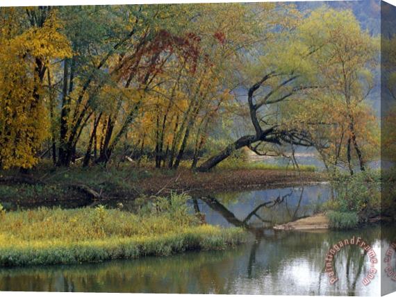 Raymond Gehman Trees in Autumn Hues at The Confluence of Gauley And Kanawha Rivers Stretched Canvas Painting / Canvas Art