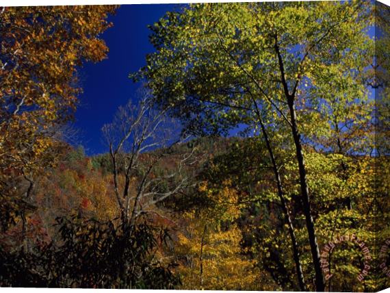 Raymond Gehman Trees in Autumn Hues on The Mountains Near Whitewater Falls Stretched Canvas Painting / Canvas Art