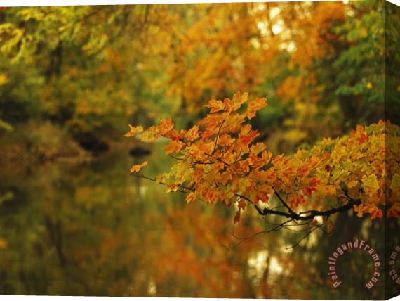 Raymond Gehman Trees in Fall Colors Reflected in Big Cove Creek Stretched Canvas Painting / Canvas Art