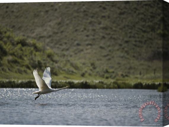 Raymond Gehman Trumpeter Swan Red Rocks National Wildlife Refuge Montana Stretched Canvas Painting / Canvas Art