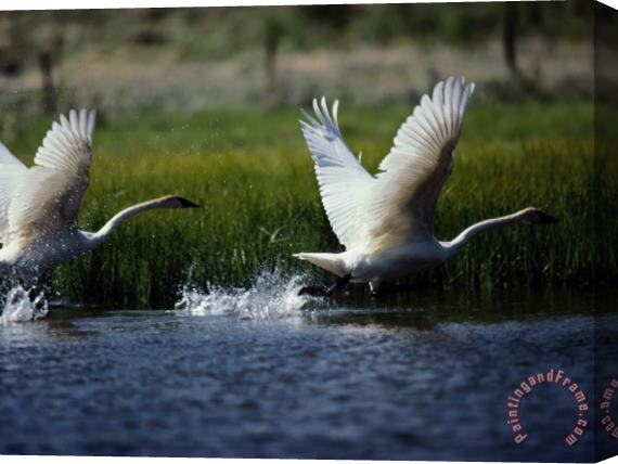 Raymond Gehman Trumpeter Swans North Americas Largest Waterfowl Stretched Canvas Print / Canvas Art