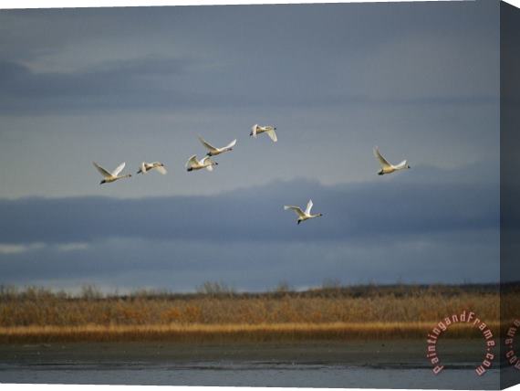 Raymond Gehman Tundra Swans Fly Over The Mackenzie River Stretched Canvas Painting / Canvas Art