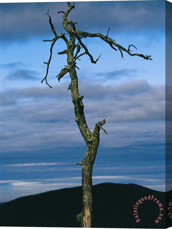 Raymond Gehman Twilight View of Old Rag Mountain with Dead Tree Snag Stretched Canvas Painting / Canvas Art