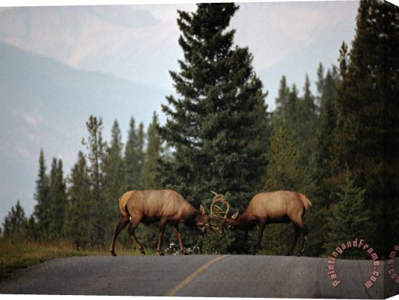Raymond Gehman Two Sparring Bull Elk Halt Traffic on a Park Road Stretched Canvas Print / Canvas Art