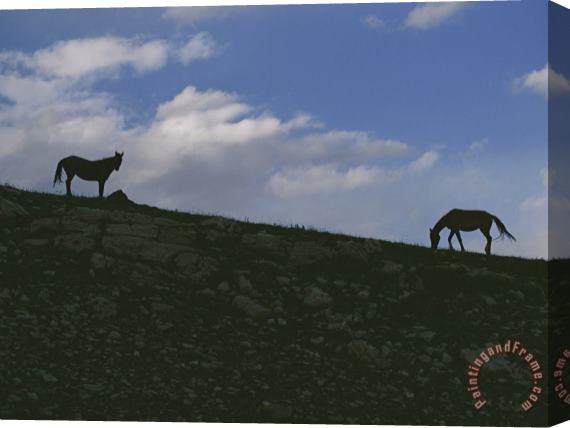 Raymond Gehman Two Wild Horses Are Silhouetted by The Setting Sun Stretched Canvas Painting / Canvas Art