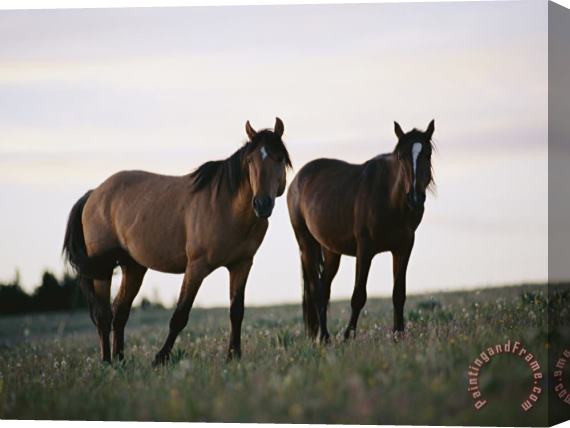 Raymond Gehman Two Wild Horses Walk Across a Meadow in The Bighorn Canyon National Recreation Area Stretched Canvas Print / Canvas Art