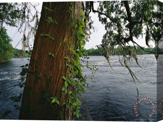 Raymond Gehman View Across The Savannah River Past a Cypress Tree Laced with Moss Stretched Canvas Print / Canvas Art