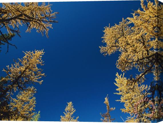Raymond Gehman View Looking Upwards at The Blue Sky Framed by Trees Stretched Canvas Print / Canvas Art