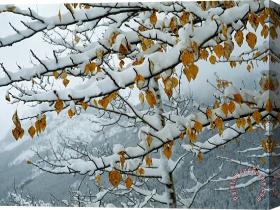 Raymond Gehman View of Snow Laden Poplar Branches Stretched Canvas Painting / Canvas Art
