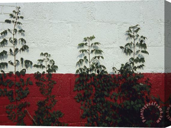 Raymond Gehman Vines Grow Up The Side of a Cinder Block Garage Stretched Canvas Painting / Canvas Art