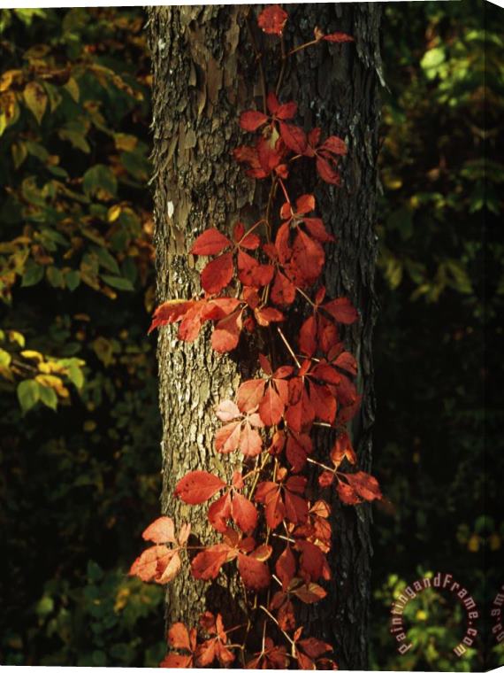 Raymond Gehman Virginia Creeper Vine in Autumn Colors Climbing a Tree Trunk Stretched Canvas Painting / Canvas Art
