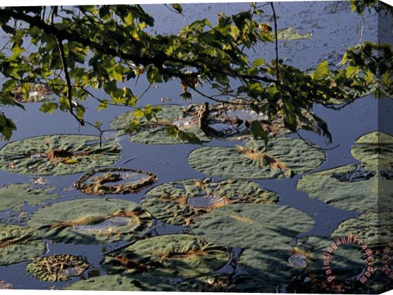 Raymond Gehman Water Lily Pads on The Surface of Hematite Lake Stretched Canvas Painting / Canvas Art